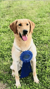  (7X) GRHRCH CONTENDER'S LAW DAWG MH MNH (AL)